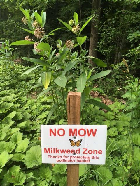 No Mow Milkweed Signs from Deep Creek Lake State Park