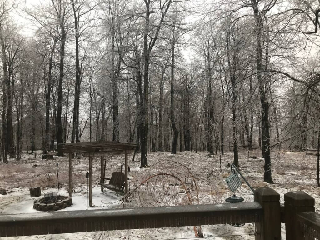 Ice Coated Trees in Deep Creek Lake, MD