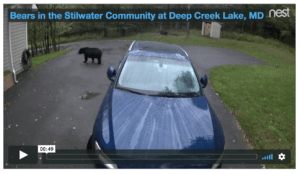 Bears in Deep Creek Lake, MD