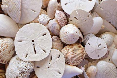 Seashells & Sand Dollars