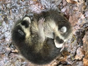 Raccoons at Deep Creek Lake State Park
